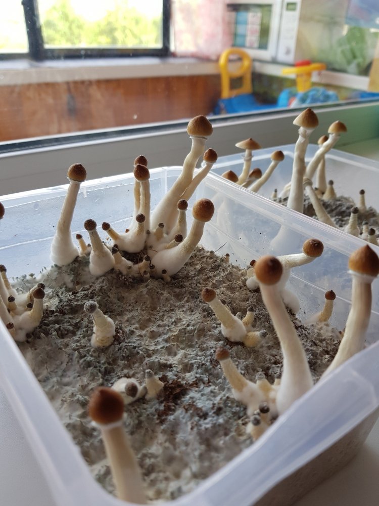 20180801_171048-2268x3024.thumb.jpg.b3d7022fd482fb8cae7973cdd51fc22f.jpg