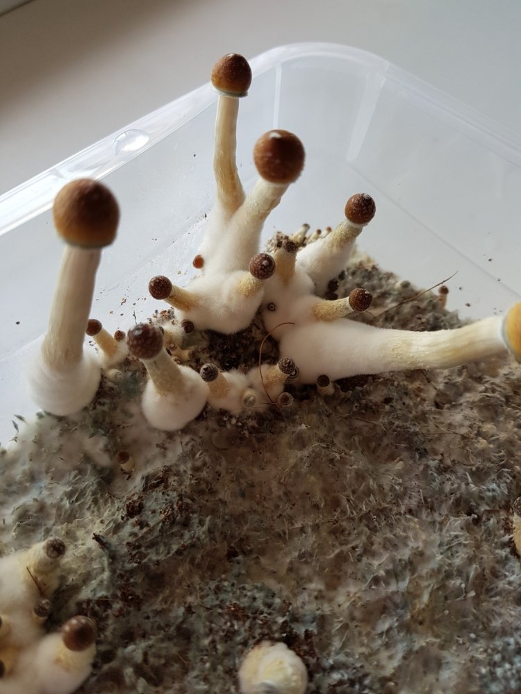 20180801_171522-2268x3024.thumb.jpg.674f7b7a9ddd09b9be089d8c0d4e0146.jpg