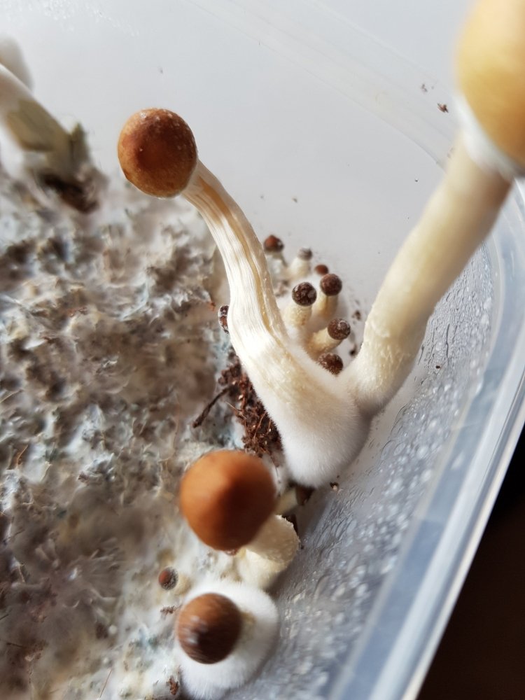 20180801_171526-2268x3024.thumb.jpg.1ccb592de274f3e7bddf77f9dd66598f.jpg