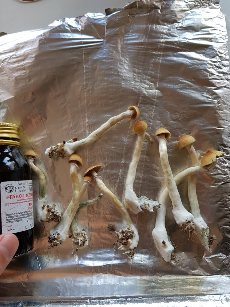 20180801_171600-2268x3024.jpg
