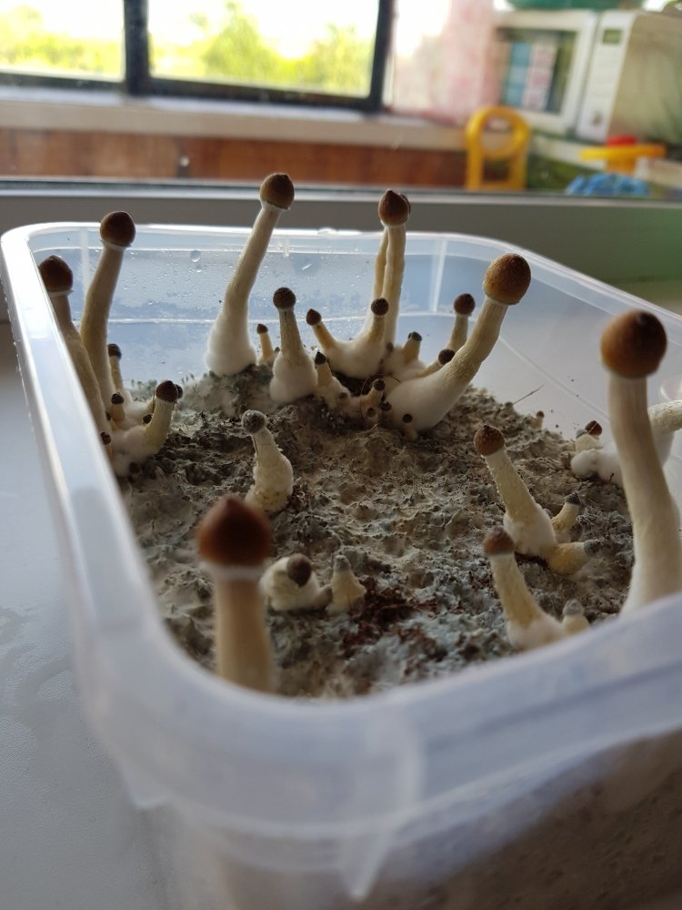 20180801_171608-2268x3024.thumb.jpg.a167136d7f958fb197221c2139c1a5bb.jpg