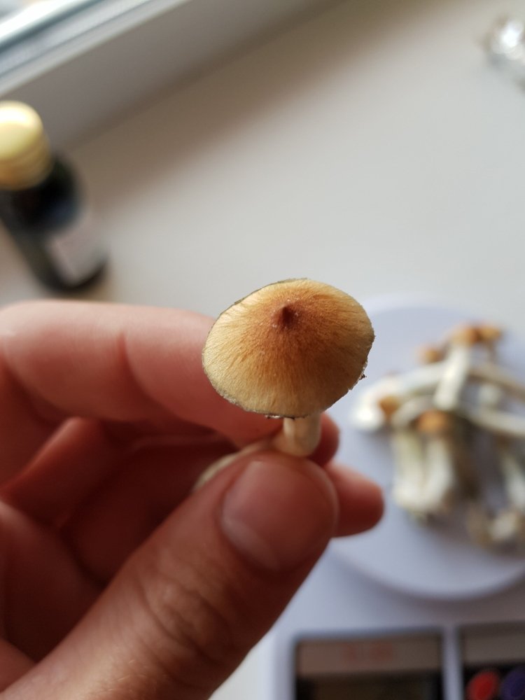 20180801_172130-2268x3024.thumb.jpg.9e86cf080fefead8e95457d394a25b90.jpg