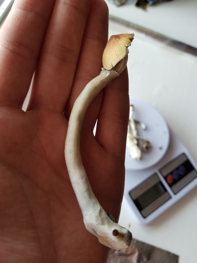 20180801_172256-2268x3024.thumb.jpg.127e132a31c0409f77582d3276a686aa.jpg
