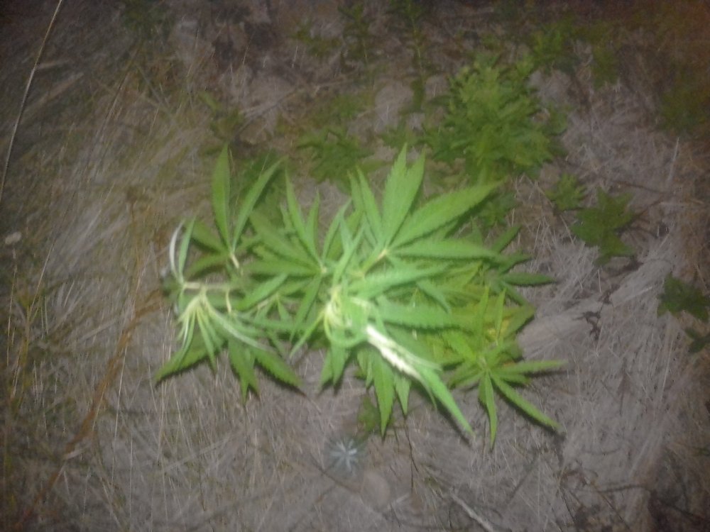 20180801_214346.thumb.jpg.a943846ca0dbd5116117d49a060ded5b.jpg