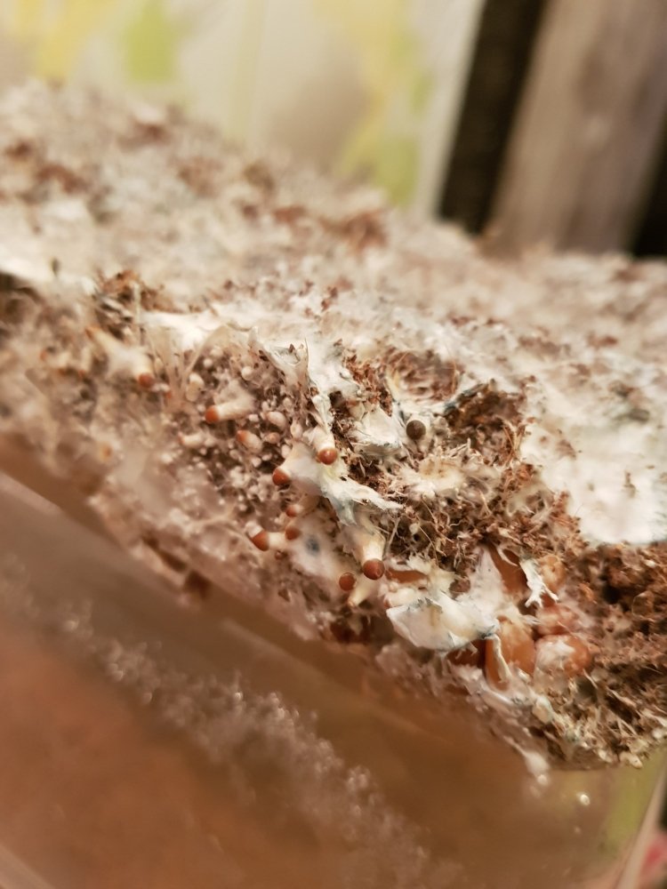 20180801_235919-2268x3024.thumb.jpg.a67668cc05720a309ada37ac62b5a4ba.jpg