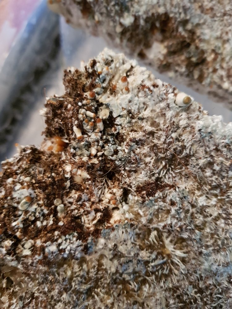 20180802_175647-2268x3024.thumb.jpg.8194939aa06fc4ed9a0cd29a3dd63f6a.jpg