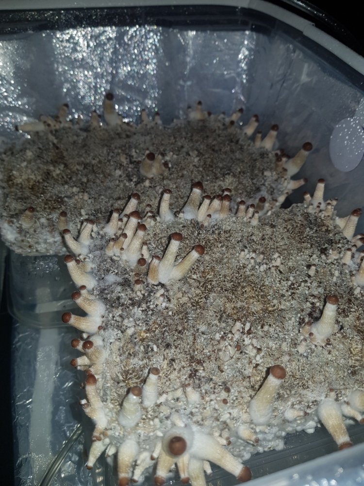 20180806_162141-2268x3024.thumb.jpg.c3580dab6e69ea97adb1f9c256de6fd0.jpg