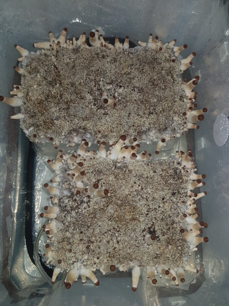 20180806_162149-2268x3024.thumb.jpg.72f3ed506f3fd299f32e2590e8692f65.jpg