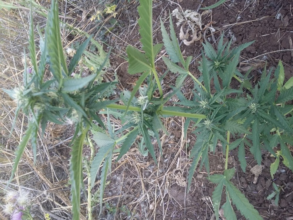 20180806_180322.jpg