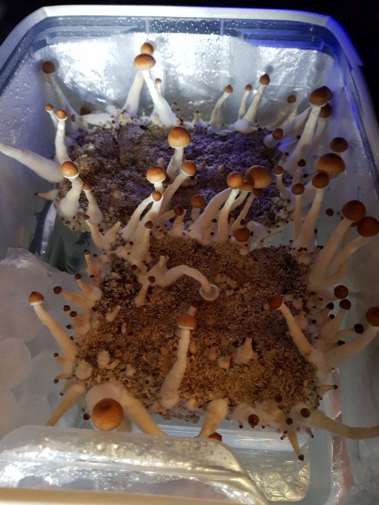 20180808_161627-2268x3024.thumb.jpg.69fc80efa68b1f0dbf27a1c505625533.jpg