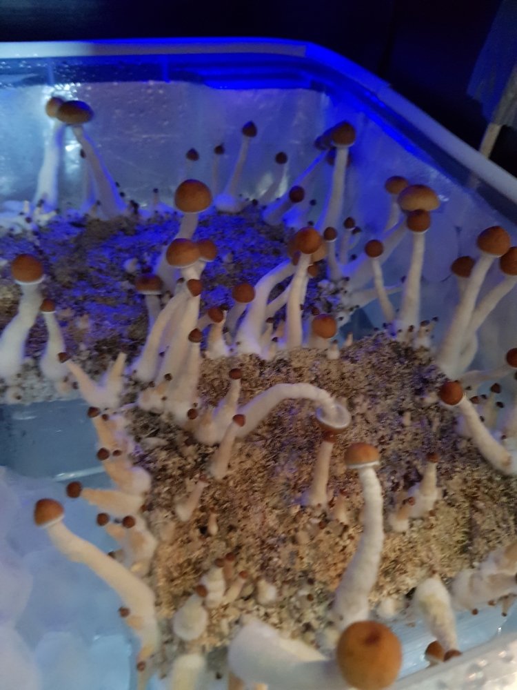 20180808_161635-2268x3024.thumb.jpg.43213b6ab118168fb6594208bfff193e.jpg