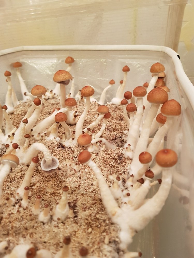 20180808_231901-2268x3024.thumb.jpg.257e5a692dc821c1c96cf8f3bae9adf4.jpg