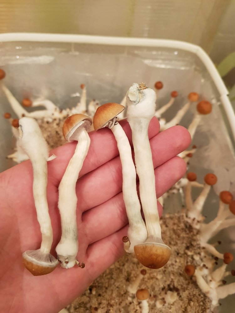 20180808_232411-2268x3024.thumb.jpg.d2539912cc15f7460b7e0dffdc922aff.jpg