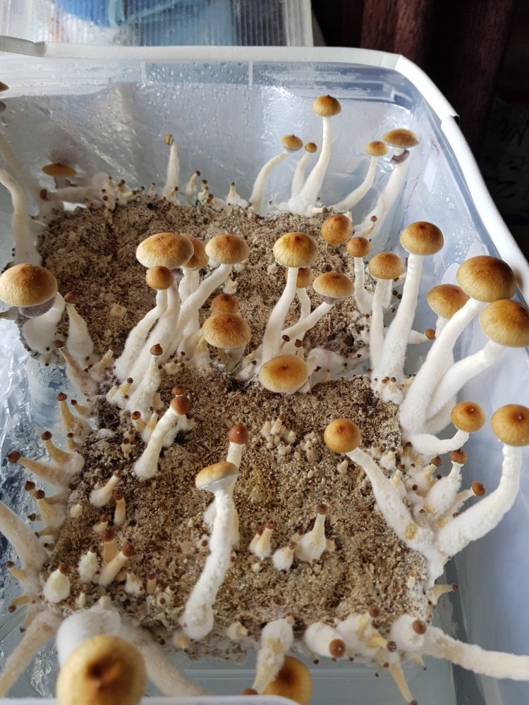 20180809_140009-2268x3024.thumb.jpg.5feaf6b1e50913185dc49346ba9f8f70.jpg