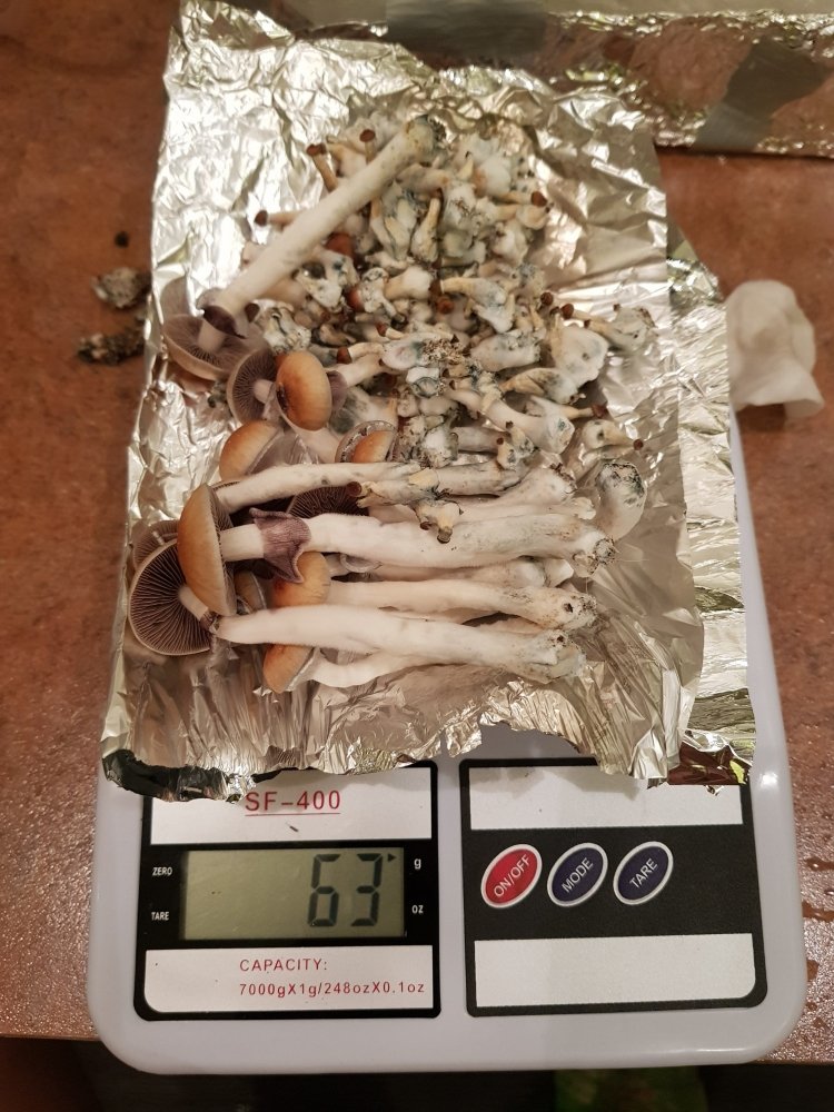20180809_230757-2268x3024.thumb.jpg.bdc03e4c3a204568fcd3d725b1e13ac8.jpg