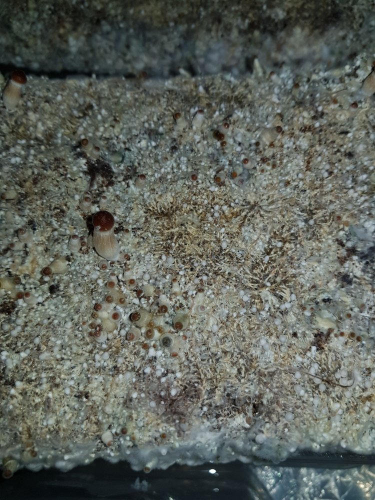 20180812_194338-2268x3024.thumb.jpg.f06ca098d5662de08565b5296daa8f3d.jpg