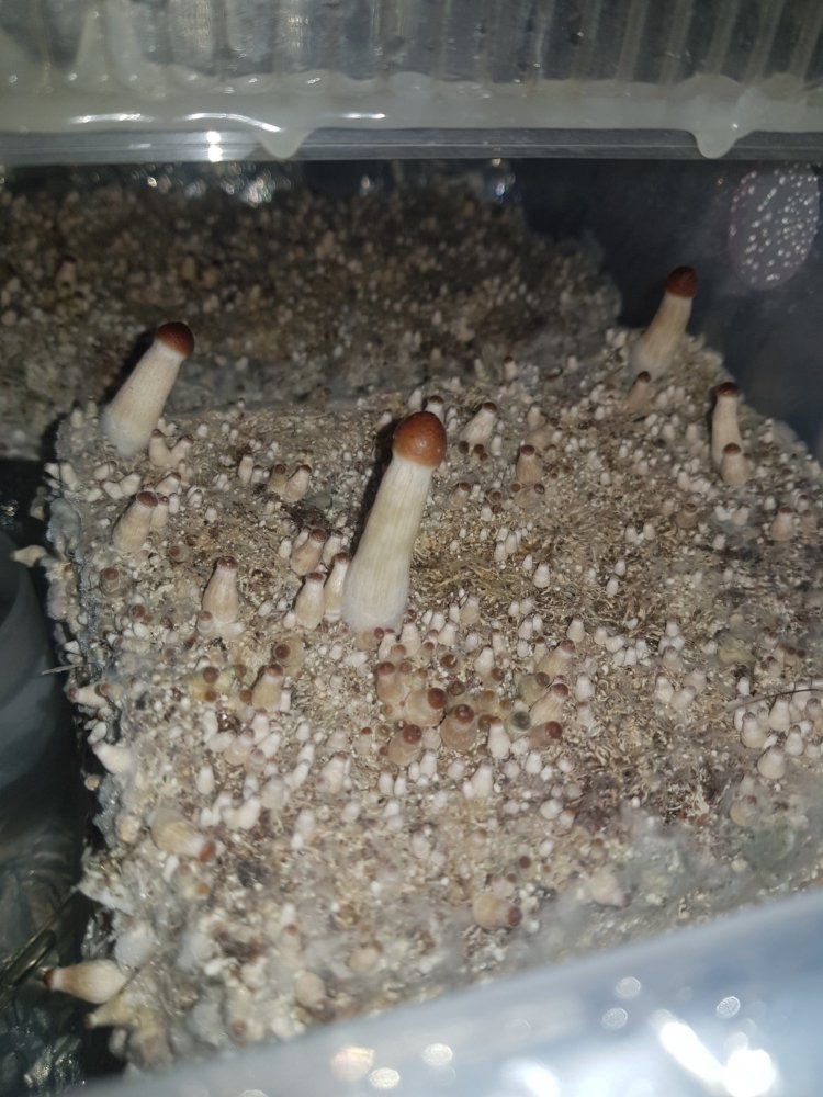 20180813_175237-2268x3024.thumb.jpg.ef73e8c96aa4cbea417351d2d7fe87ad.jpg