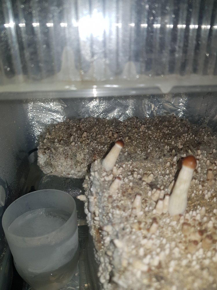 20180813_175249-2268x3024.thumb.jpg.585840f7fb5b5771ef89dcee85c7556e.jpg