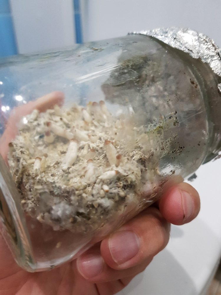 20180813_213118-2268x3024.thumb.jpg.fe7cb348e18bb8a5ef2ba870ee4ebb9c.jpg