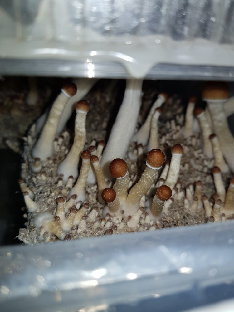 20180815_192839-2268x3024.thumb.jpg.01945ae4c48e36f26895ec57776cfac3.jpg