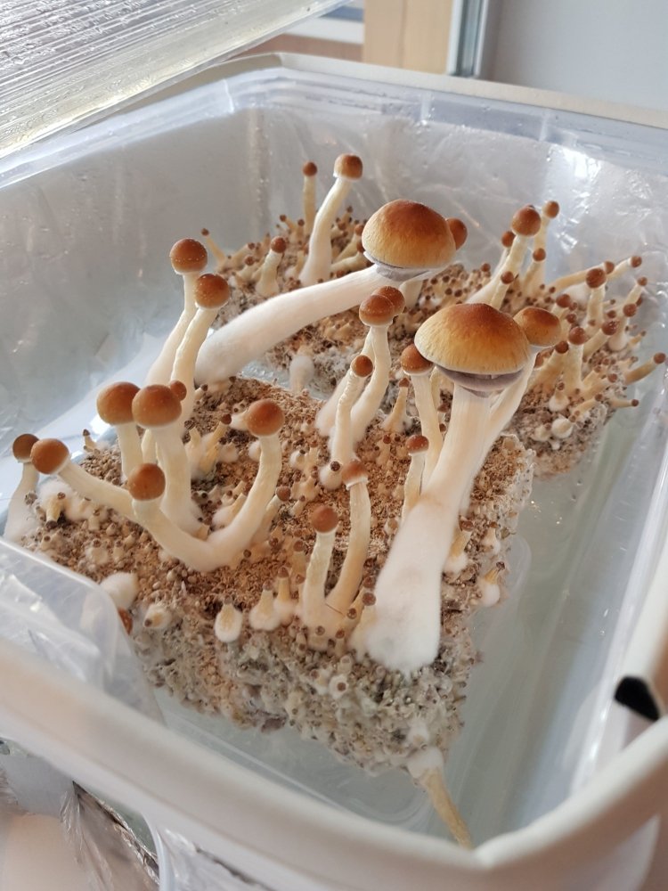 20180816_180557-2268x3024.thumb.jpg.114301b1b6771ffdf58368f6cffafb4c.jpg