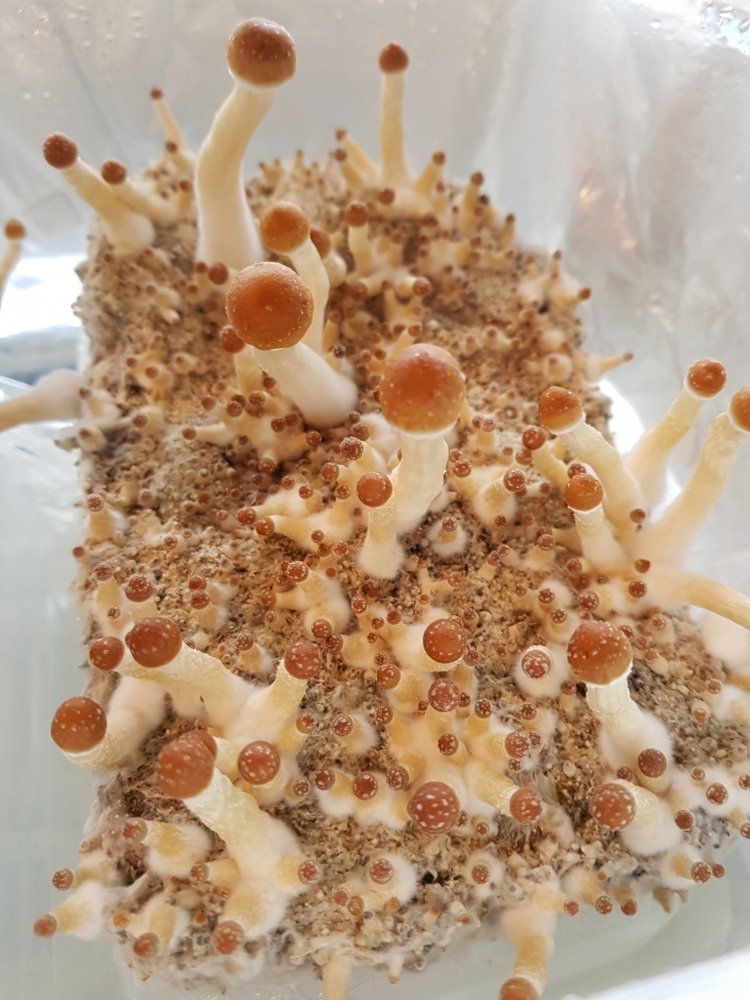 20180816_180604-2268x3024.thumb.jpg.f989c08c245d1053e606067ec874470b.jpg