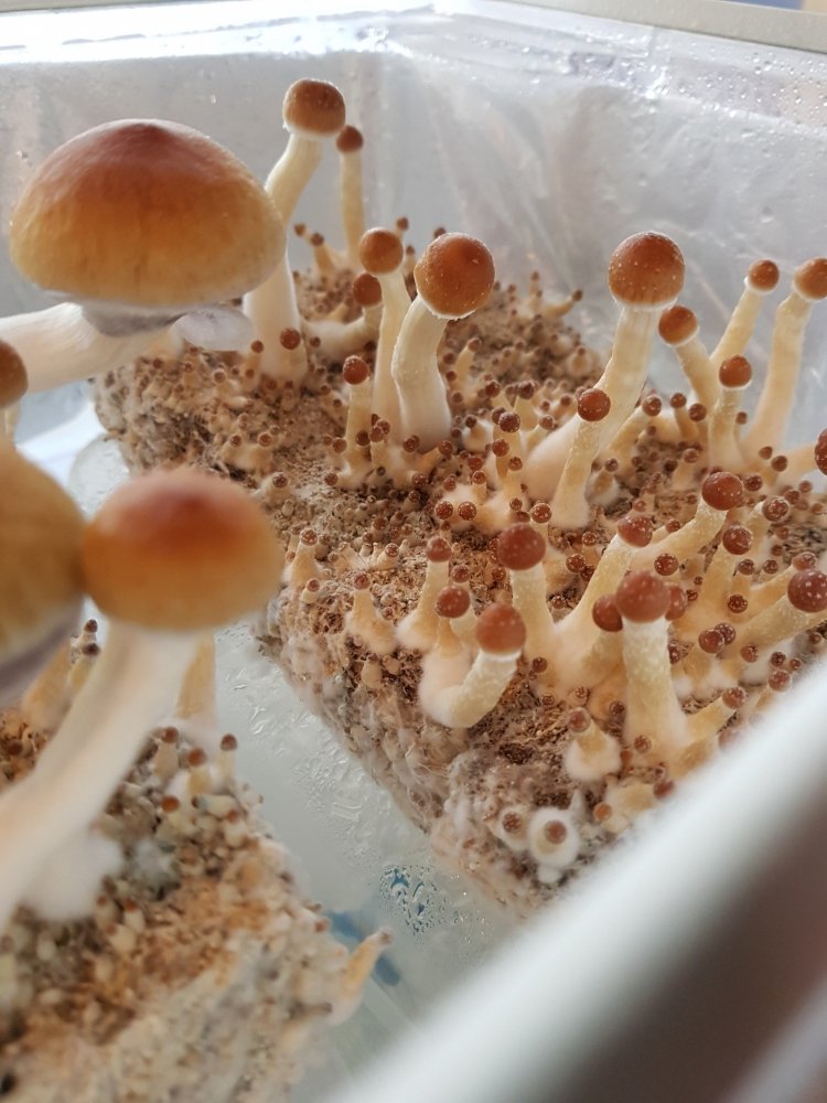 20180816_180608-2268x3024.thumb.jpg.84d457c7099eca52a346c359a110e76e.jpg