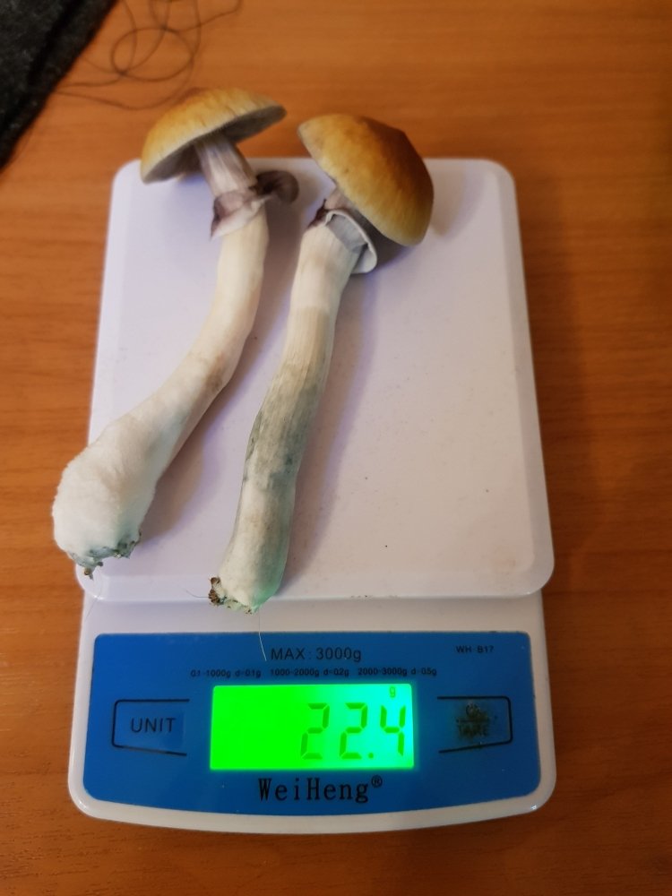 20180816_201356-2268x3024.thumb.jpg.22c2f7f783b99d7d6a1de706ac80f3b0.jpg