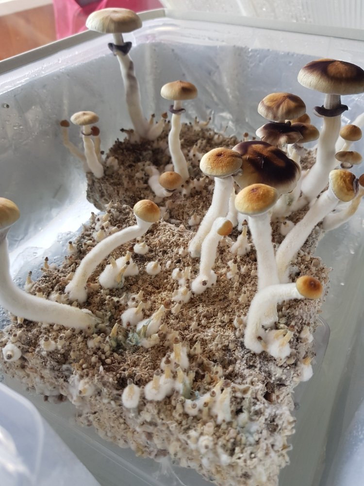 20180819_124157-2268x3024.thumb.jpg.cd7c5b7759a1852bdcccdf18e1776c84.jpg