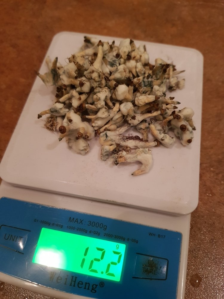20180820_222531-2268x3024.thumb.jpg.cfab103994b350b6d5c6092ab07a03ec.jpg