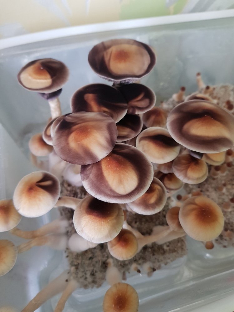 20180826_082910-2268x3024.thumb.jpg.f15c105762fce533bd68a703515341a6.jpg