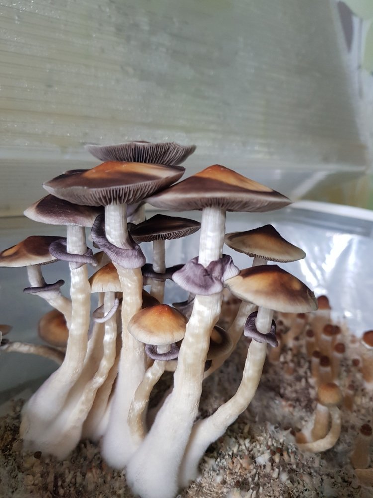 20180826_083854-2268x3024.thumb.jpg.c2aef76f5e022d17c03198e694e846a0.jpg