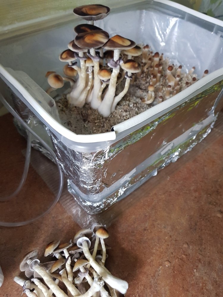 20180826_083906-2268x3024.thumb.jpg.eeeebfc7d4aa8f4283db0528a929797e.jpg