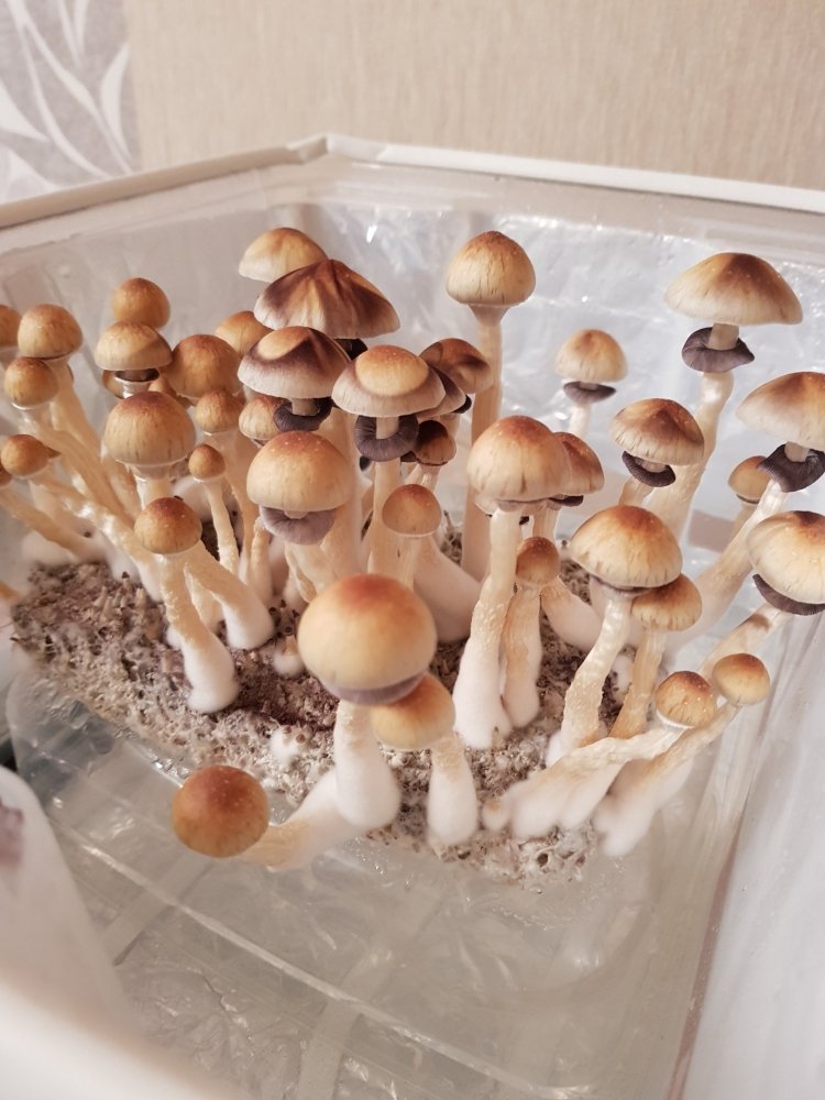20180827_195706-2268x3024.thumb.jpg.6f27f74bbd7607e18a598581484b6e36.jpg