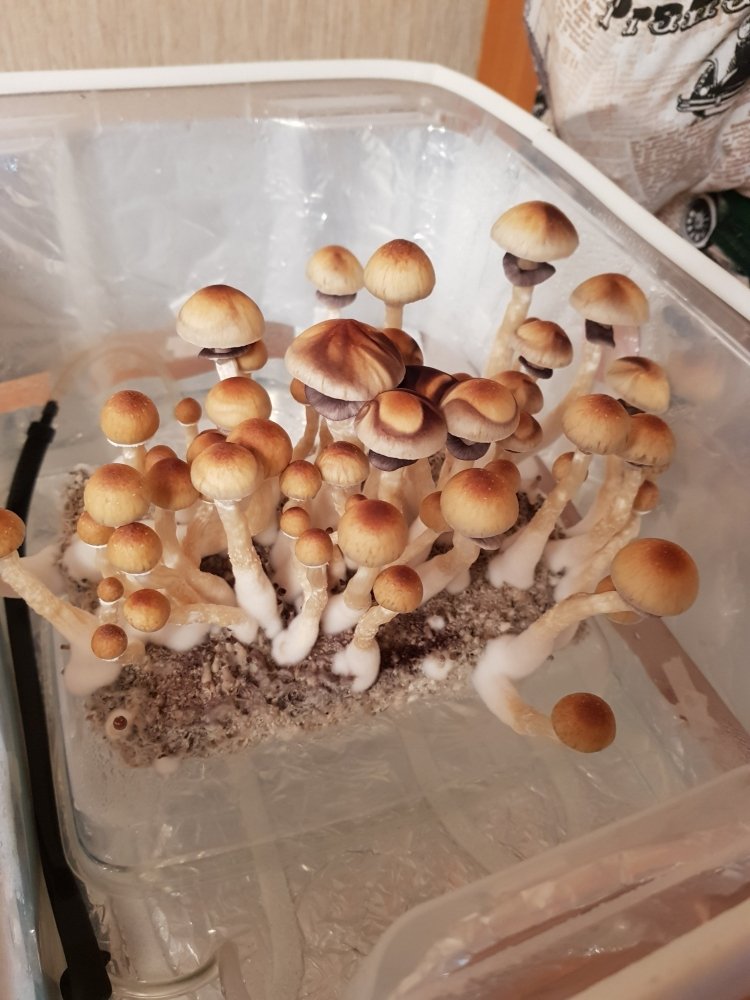 20180827_195720-2268x3024.thumb.jpg.f03c573f55e31b292caca20eb3685e58.jpg