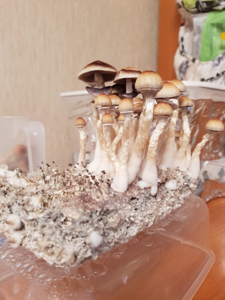 20180827_200023-2268x3024.thumb.jpg.78c81fcebba29017ffa0c9b1a451605e.jpg