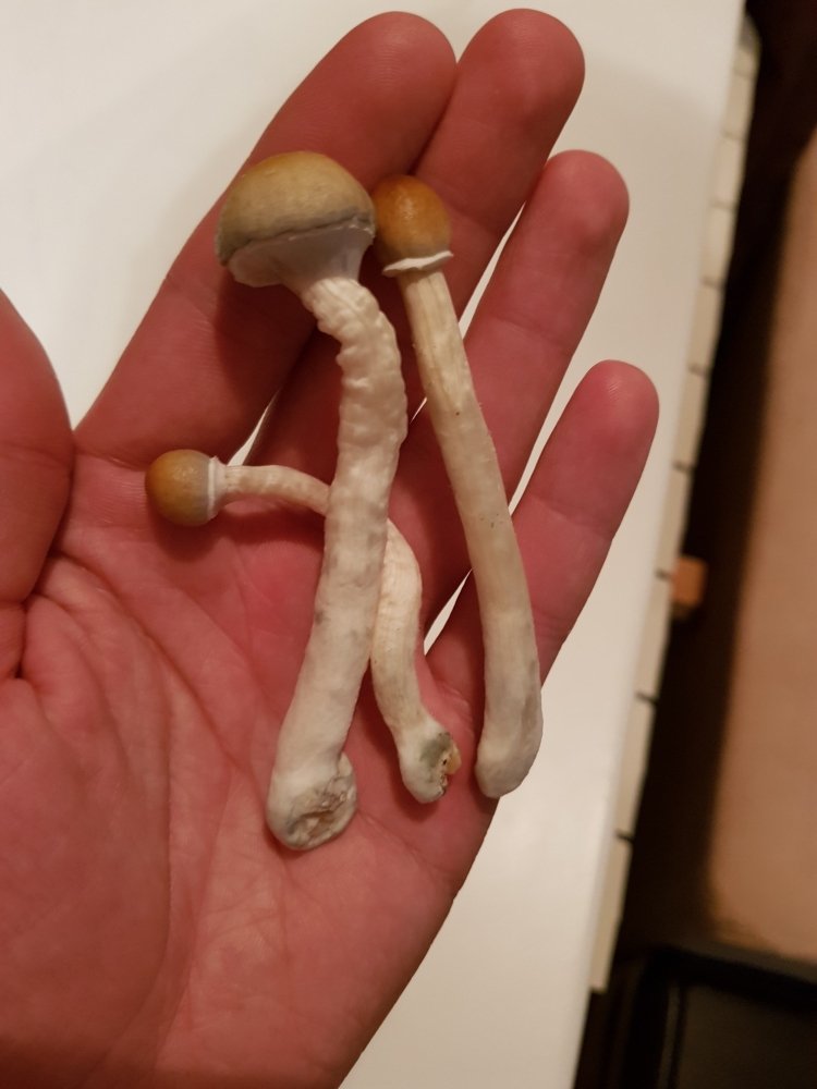 20180827_211829-2268x3024.thumb.jpg.f61dc6ad6e56a0666640438631903884.jpg
