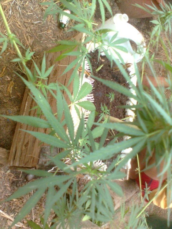 59b148baacad4_0795.thumb.jpg.d8ccb56751624d9661e5200def7adc07.thumb.jpg.f0a9d54ef55e20803397547d15c984f1.jpg