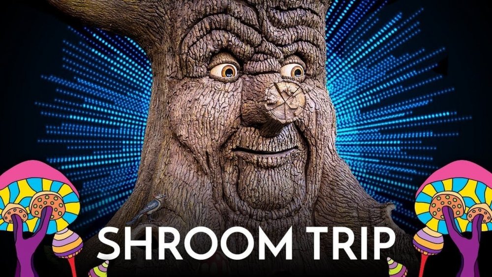 magic mushroom trip report (1).jpg