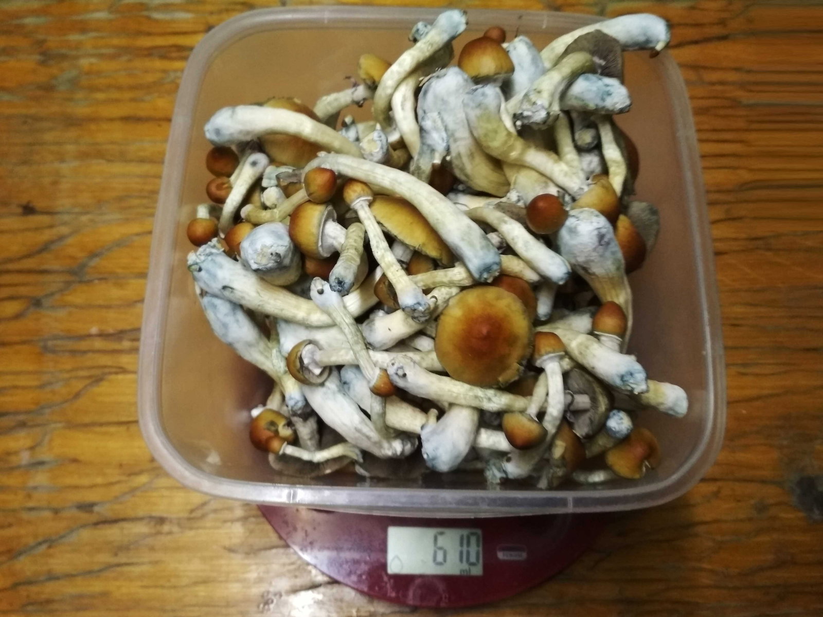 79.jpg.3fd25f9d5239600750439846f579a24c.jpg