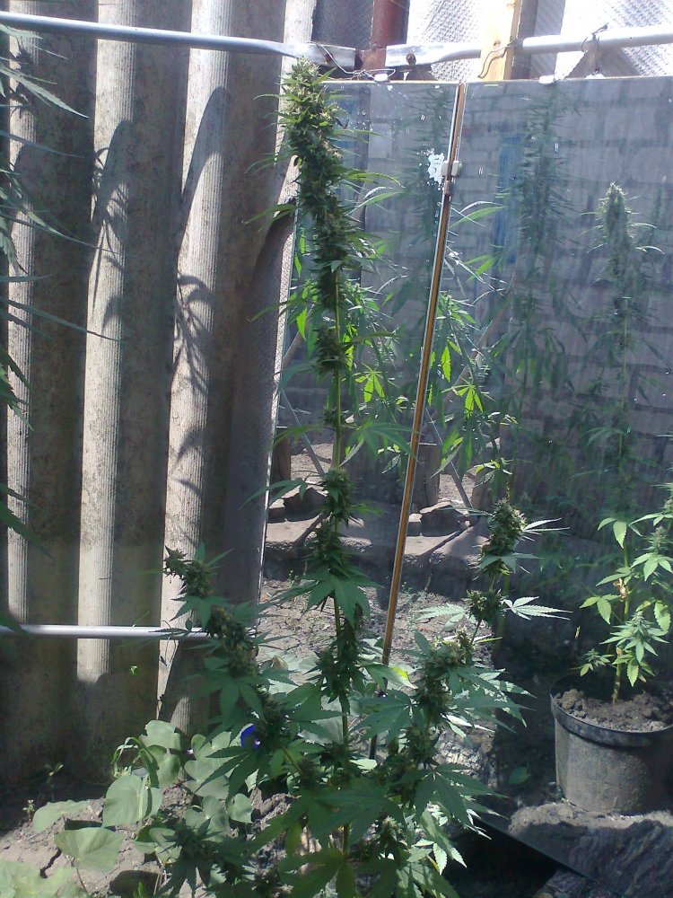 AK_47_20august.jpg