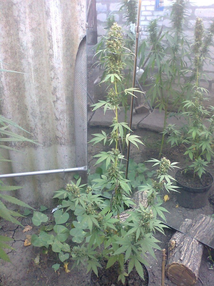 AK_47_hybrid_30_08.jpg