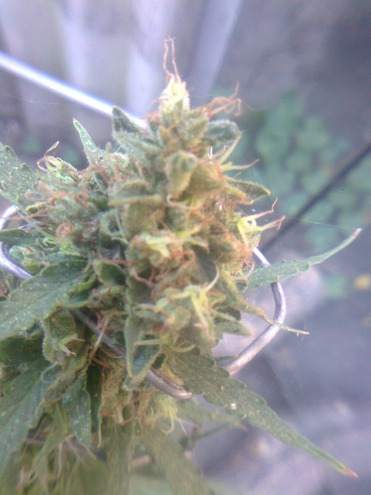 AK_47_hybrid_ck_30_08.jpg
