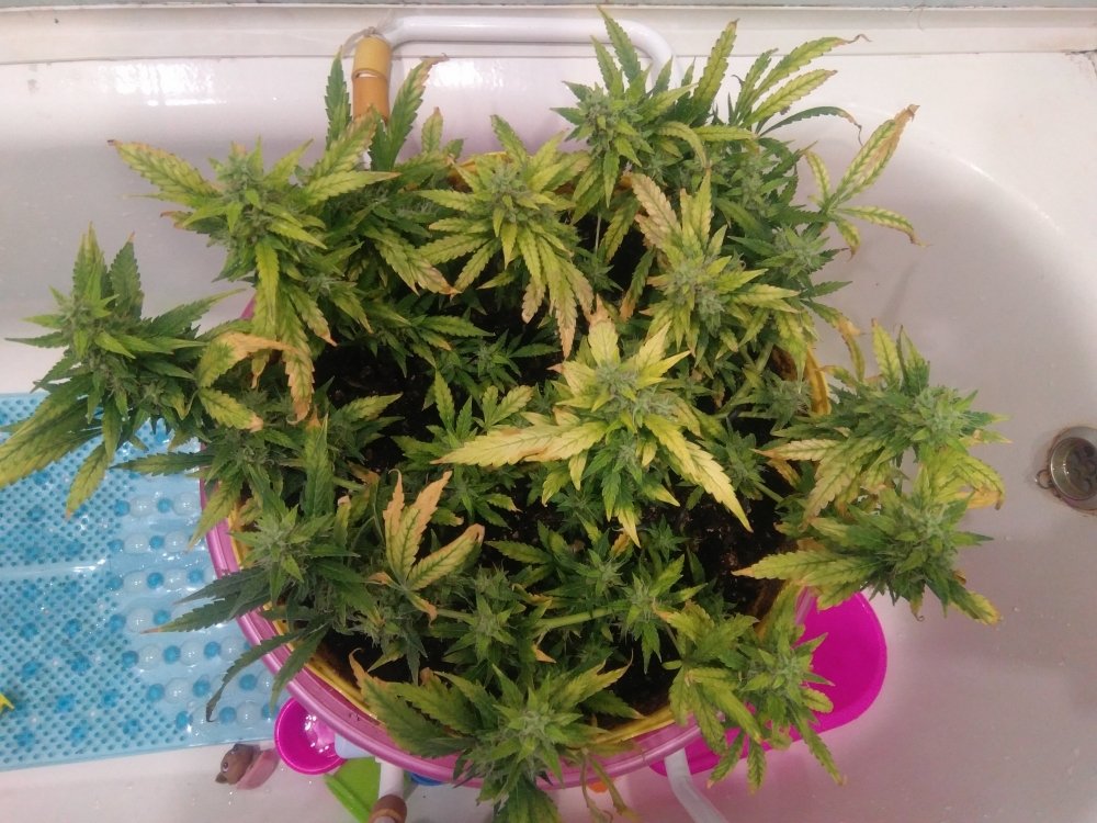 IMG_20180809_183929.jpg