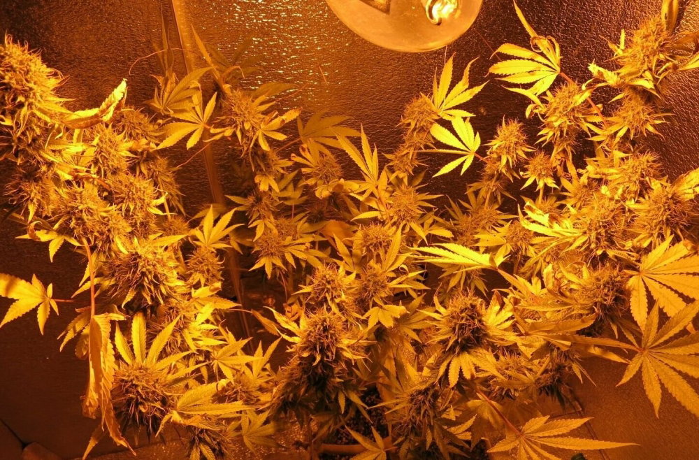 IMG_2197.thumb.JPG.c02a0de4dfc3fbab5ade109cb5d9efeb.JPG
