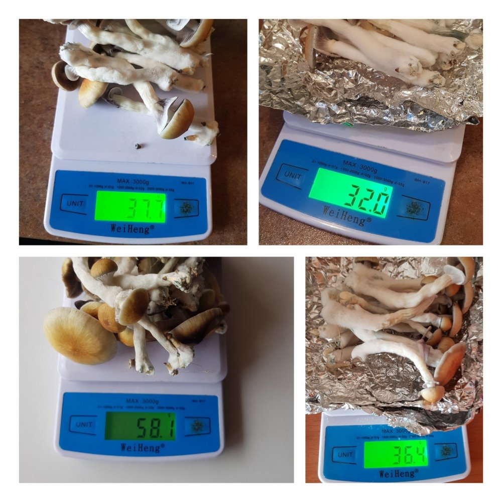 InShot_20180820_093339903.thumb.jpg.595cc9bd040bb1d280a0230a718869ed.jpg
