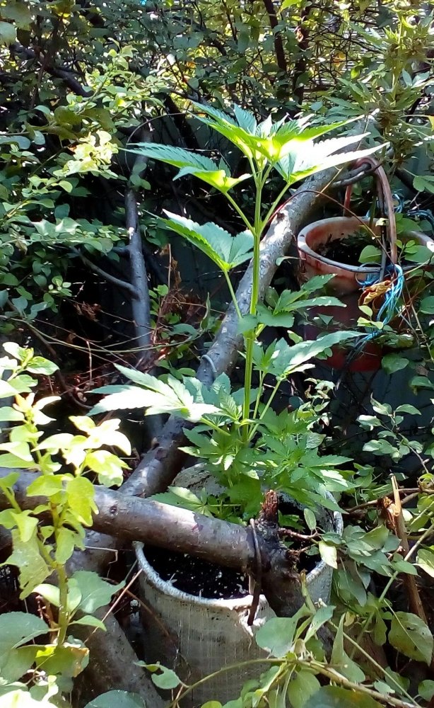 P_20180804_100600_1.jpg
