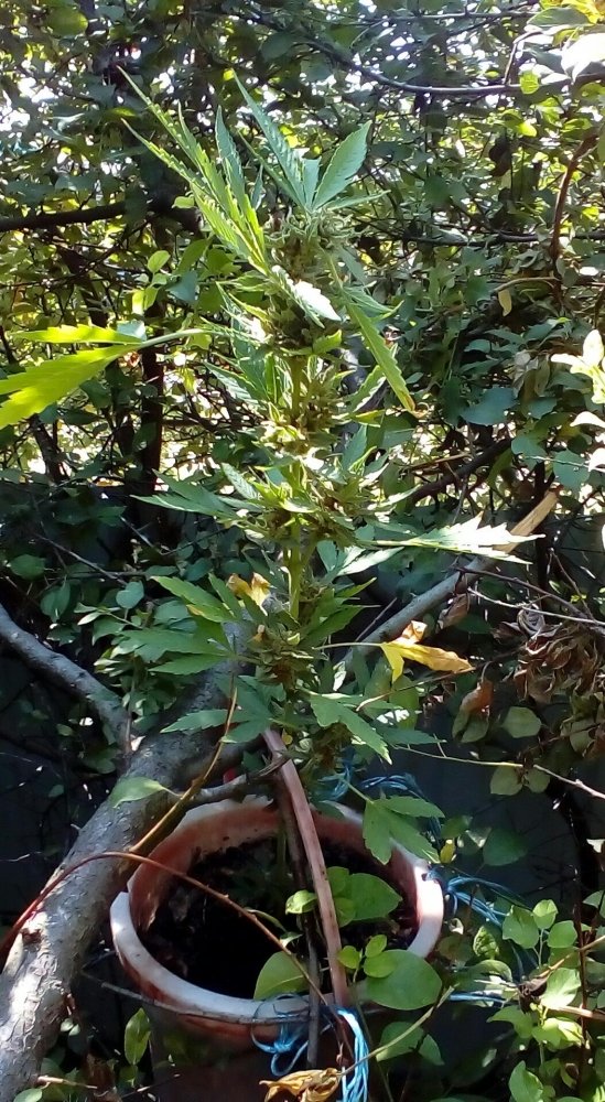 P_20180804_100616_1.jpg