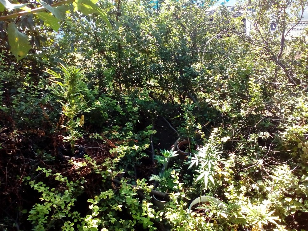 P_20180804_100710.jpg