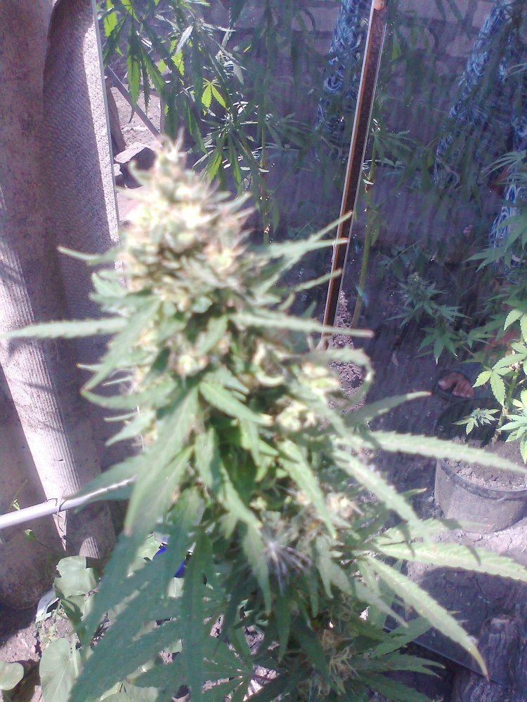 ak_cenral_kola.jpg